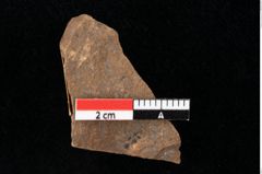 Foto (Detailansicht) von Widdringtonia ungeri Endl. (NHMW-GEO-2024-0188-0126)